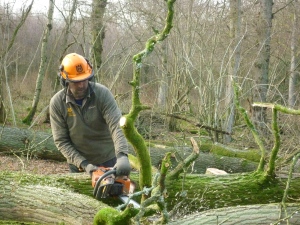 Working on oak